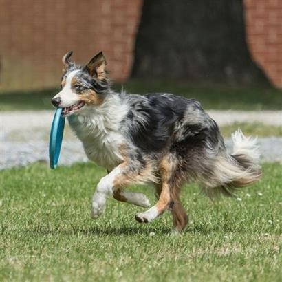 Hem  Eğitici Ve Hem Eğlenceli Yuvarlak Hafif Ağırlıklı Köpek Frizbi Oyuncağı
